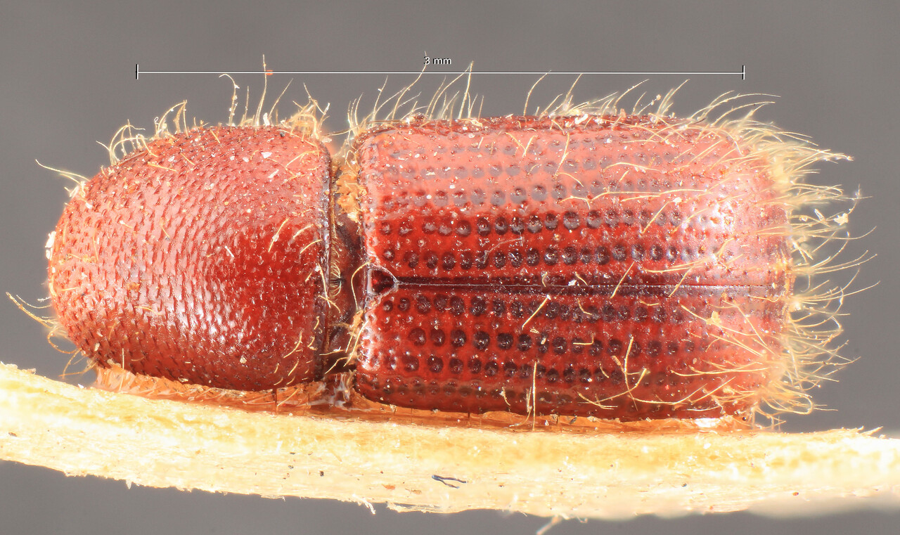 Genus / Species: Dryocoetes rugicollis | Image Author: TH Atkinson | Location: Russia, Far East, Sakhalin, Osawa | Image Type: lectotype | Collection: Entomology