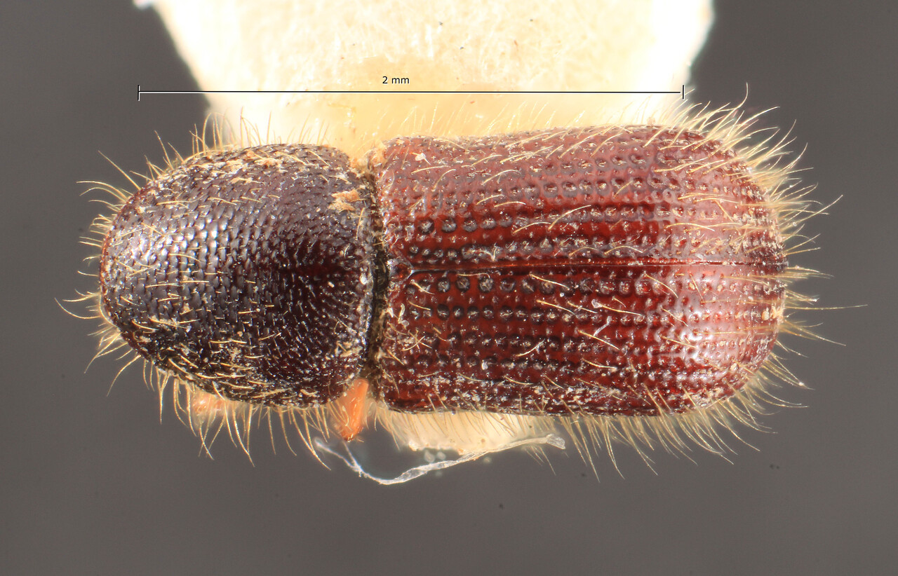 Genus / Species: Dryocoetes striatus | Image Author: TH Atkinson | Location: Russia, Far East, Vladivostok | Image Type: holotype | Collection: Entomology