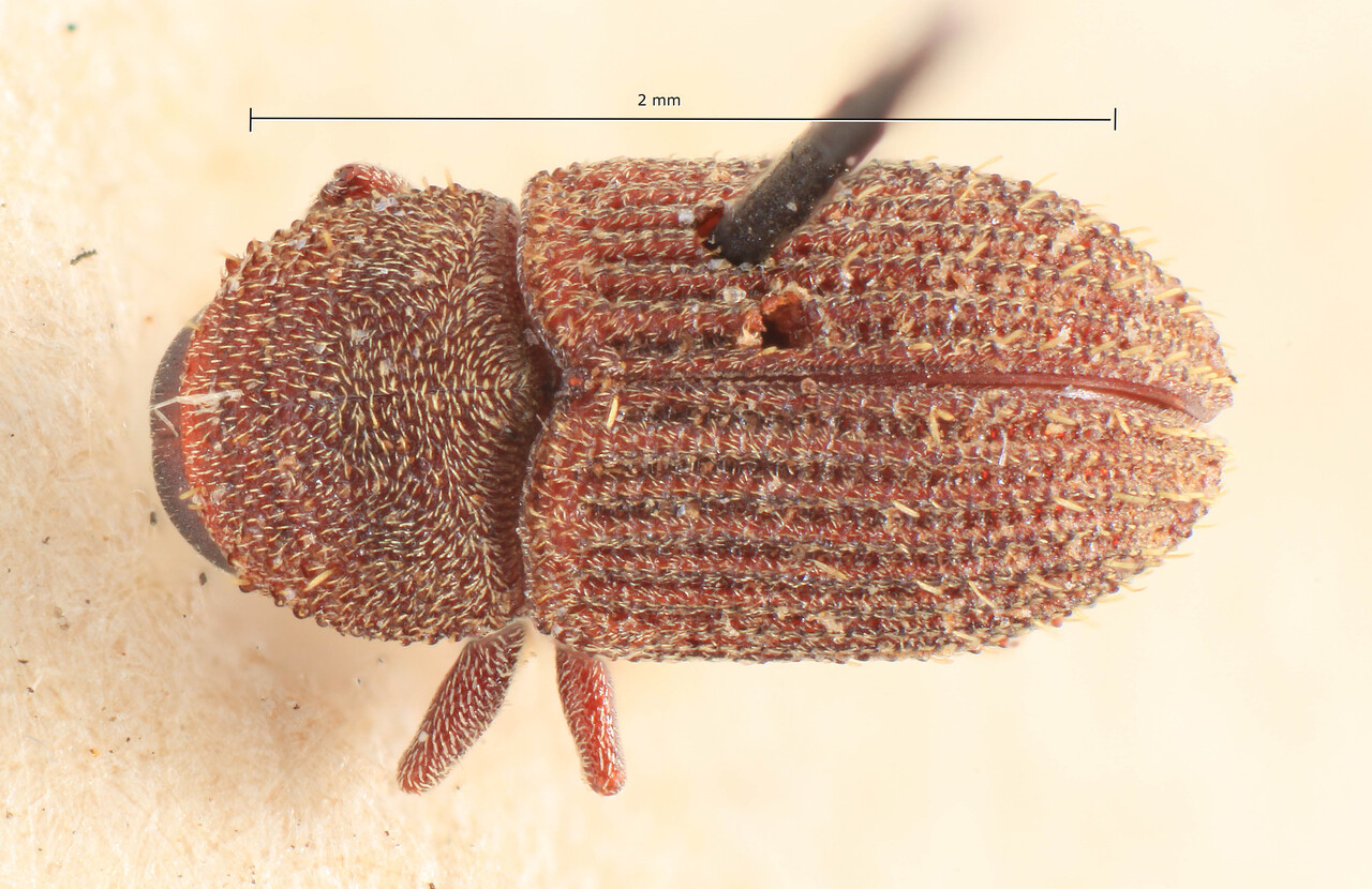 Genus / Species: Ficicis javanus | Image Author: TH Atkinson | Location: Indonesia, Java, Buitenzorg | Image Type: lectotype | Collection: Entomology