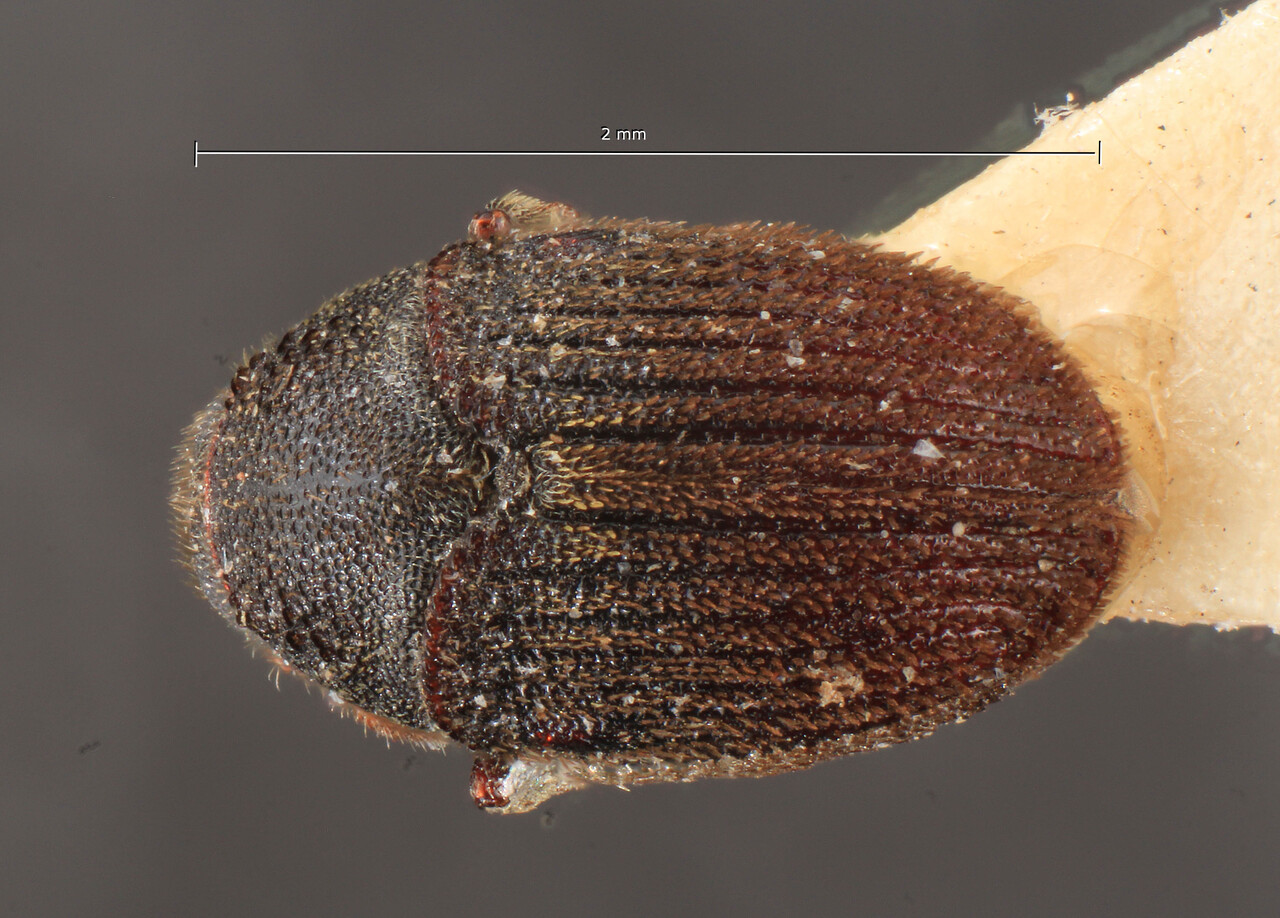 Genus / Species: Hylesinus mandshuricus | Image Author: TH Atkinson | Location: Russia, Far East, Far East (region / admin. unit) | Image Type: lectotype | Collection: Entomology