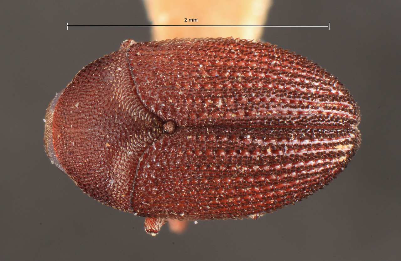 Genus / Species: Hylesinus nilgirinus | Image Author: TH Atkinson | Location: Phillipines, Mindoro, Mindoro, Calapan | Image Type: lectotype | Collection: Entomology