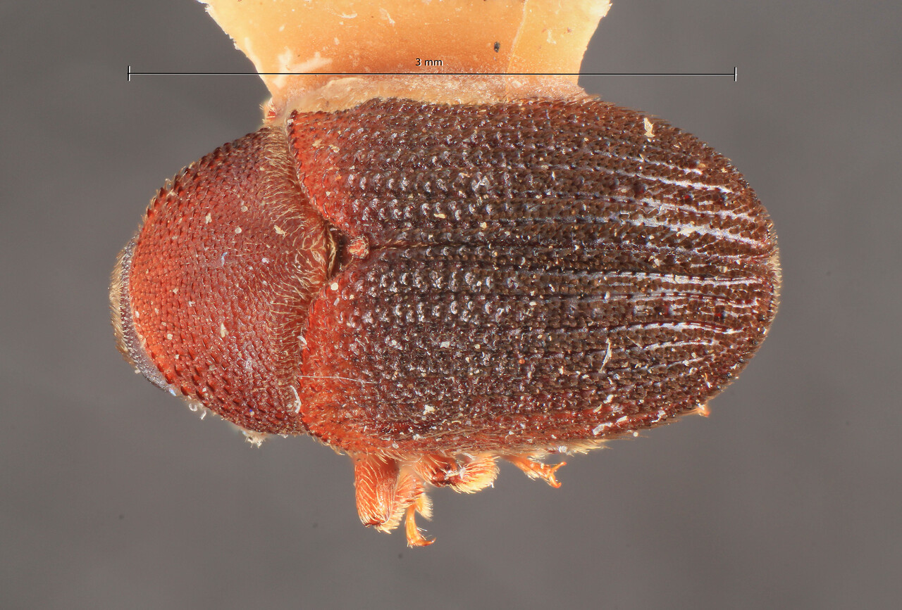 Genus / Species: Hylesinus striatus | Image Author: TH Atkinson | Location: Russia, Far East, Vladivostok | Image Type: lectotype | Collection: Entomology