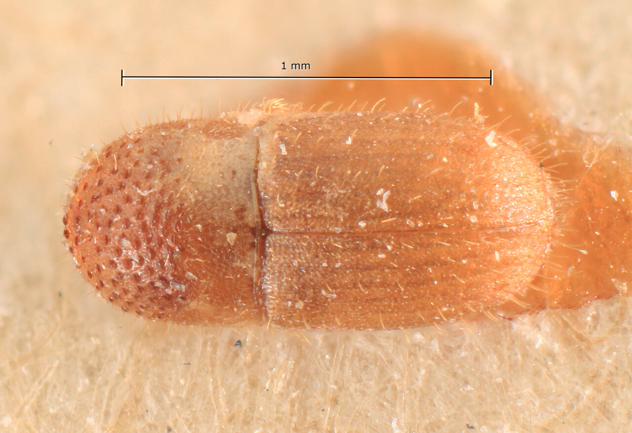 Genus / Species: Cryphalus mindoroensis | Image Author: TH Atkinson | Location: Phillipines, San Theodoro | Image Type: lectotype | Collection: Entomology