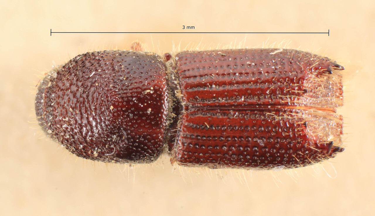 Genus / Species: Orthotomicus tridentatus | Image Author: TH Atkinson | Location: Turkey, Makri | Image Type: lectotype | Collection: Entomology