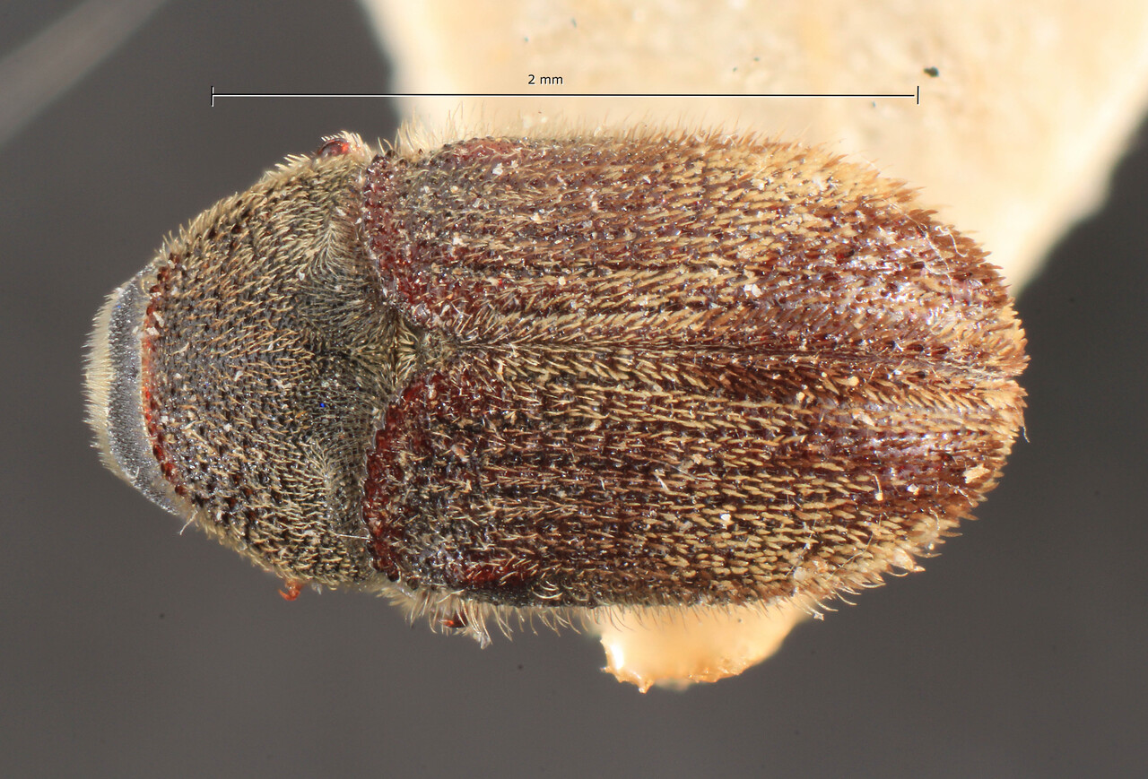 Genus / Species: Hylesinus tupolevi | Image Author: TH Atkinson | Location: Kazahkstan, Turkestan | Image Type: lectotype | Collection: Entomology