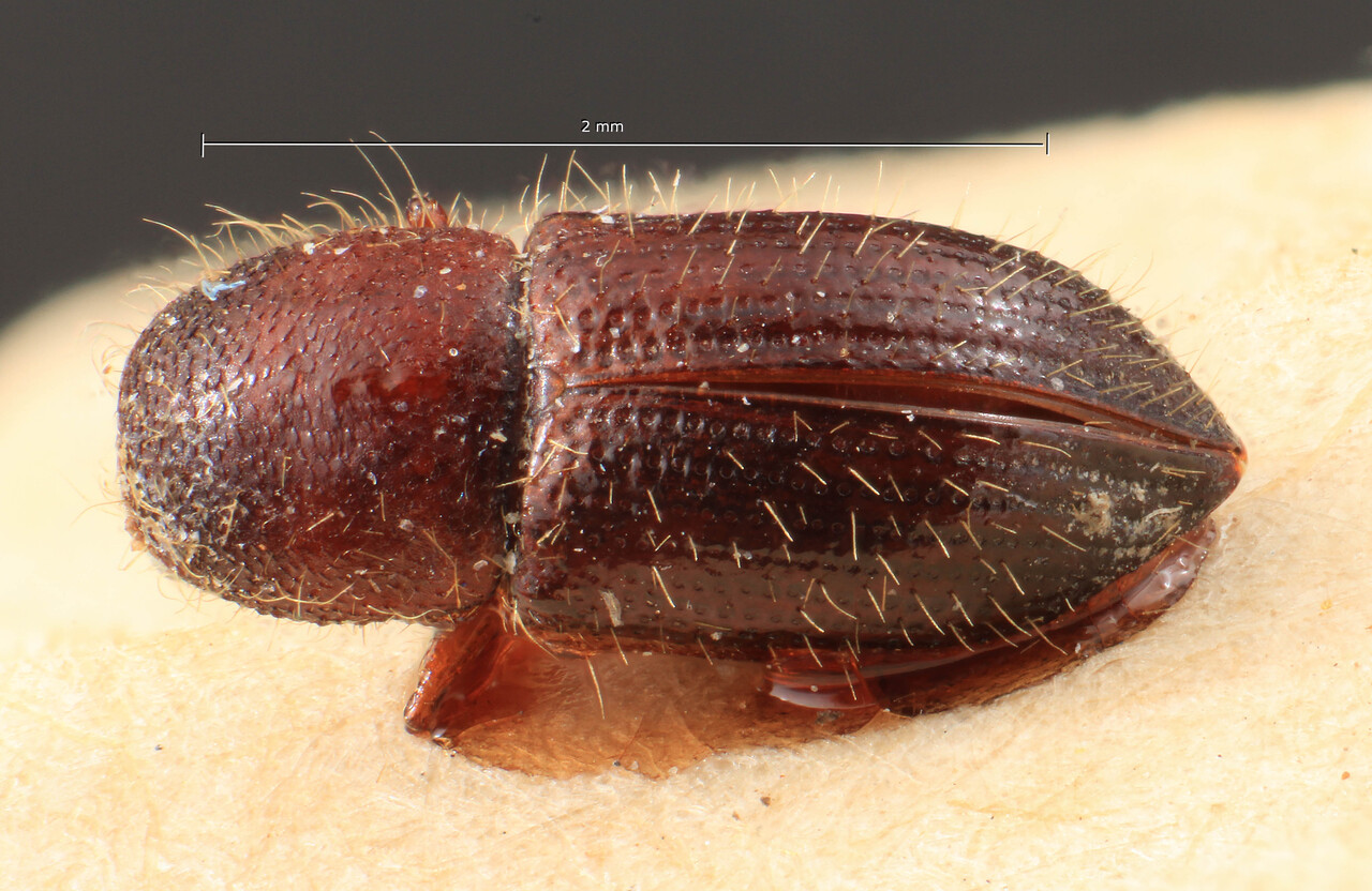 Genus / Species: Coccotrypes fallax | Image Author: TH Atkinson | Location: Indonesia, Java, Java | Image Type: lectotype | Collection: Entomology