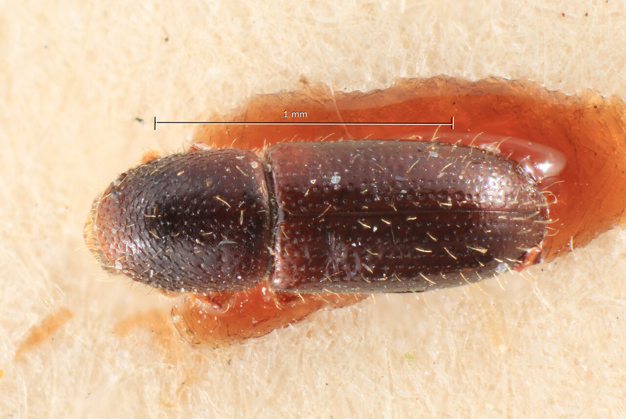 Genus / Species: Coccotrypes longior | Image Author: TH Atkinson | Location: Phillipines, Luzon, Luzon,  Balbalon | Image Type: lectotype | Collection: Entomology