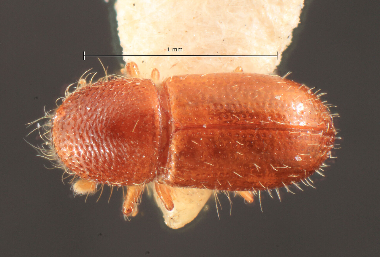 Genus / Species: Coccotrypes subacuminatus | Image Author: TH Atkinson | Location: Indonesia, Irian Jaya, Irian Jaya (Dutch NewGuinea) | Image Type: holotype | Collection: Entomology