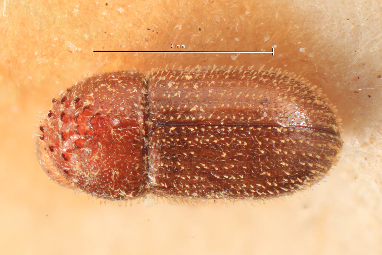 Genus / Species: Hypothenemus agnatus | Image Author: TH Atkinson | Location: Zaire, Elisabethville | Image Type: lectotype | Collection: Entomology