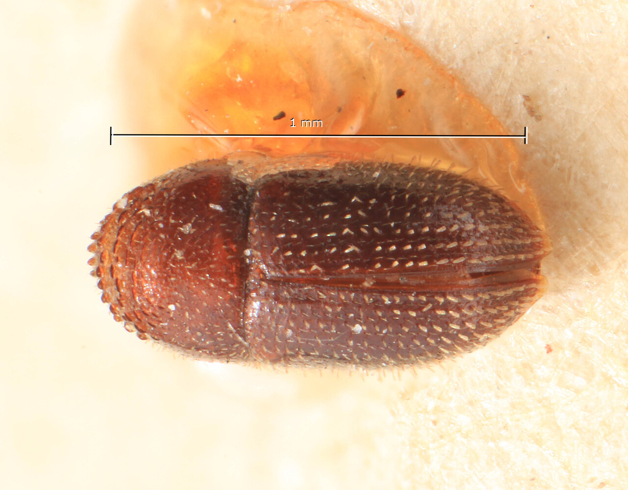 Genus / Species: Karlsenius attenuatum | Image Author: TH Atkinson | Location: Zaire, Stanleyville | Image Type: holotype | Collection: Entomology