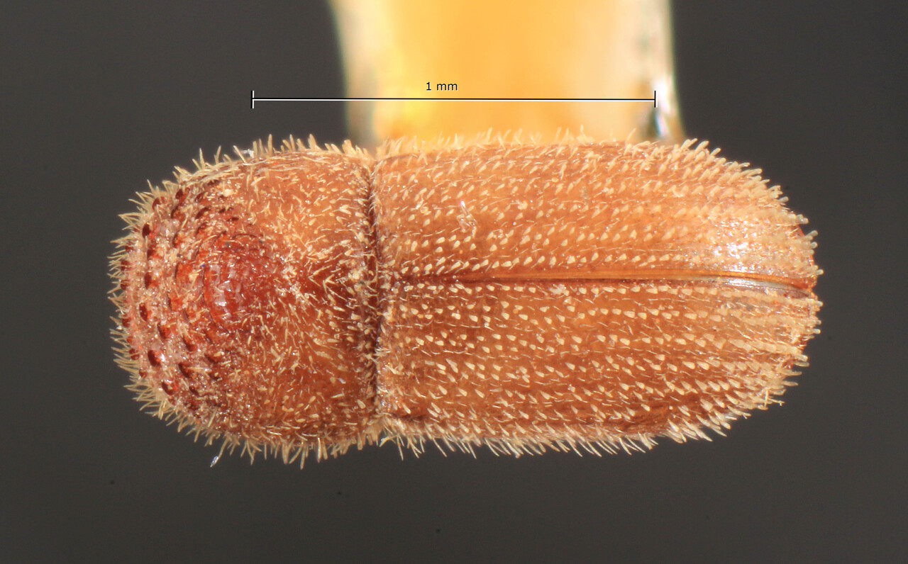 Genus / Species: Hypothenemus biseriatus | Image Author: TH Atkinson | Location: Tanzania, Amani | Image Type: lectotype | Collection: Entomology