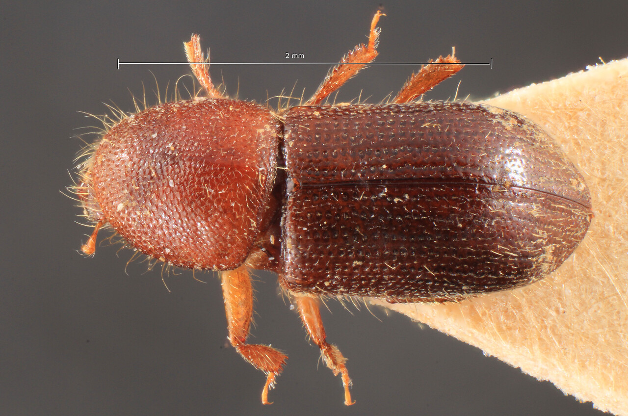 Genus / Species: Coccotrypes duplopilosus | Image Author: TH Atkinson | Location: Indonesia, Java, Preanger | Image Type: holotype | Collection: Entomology