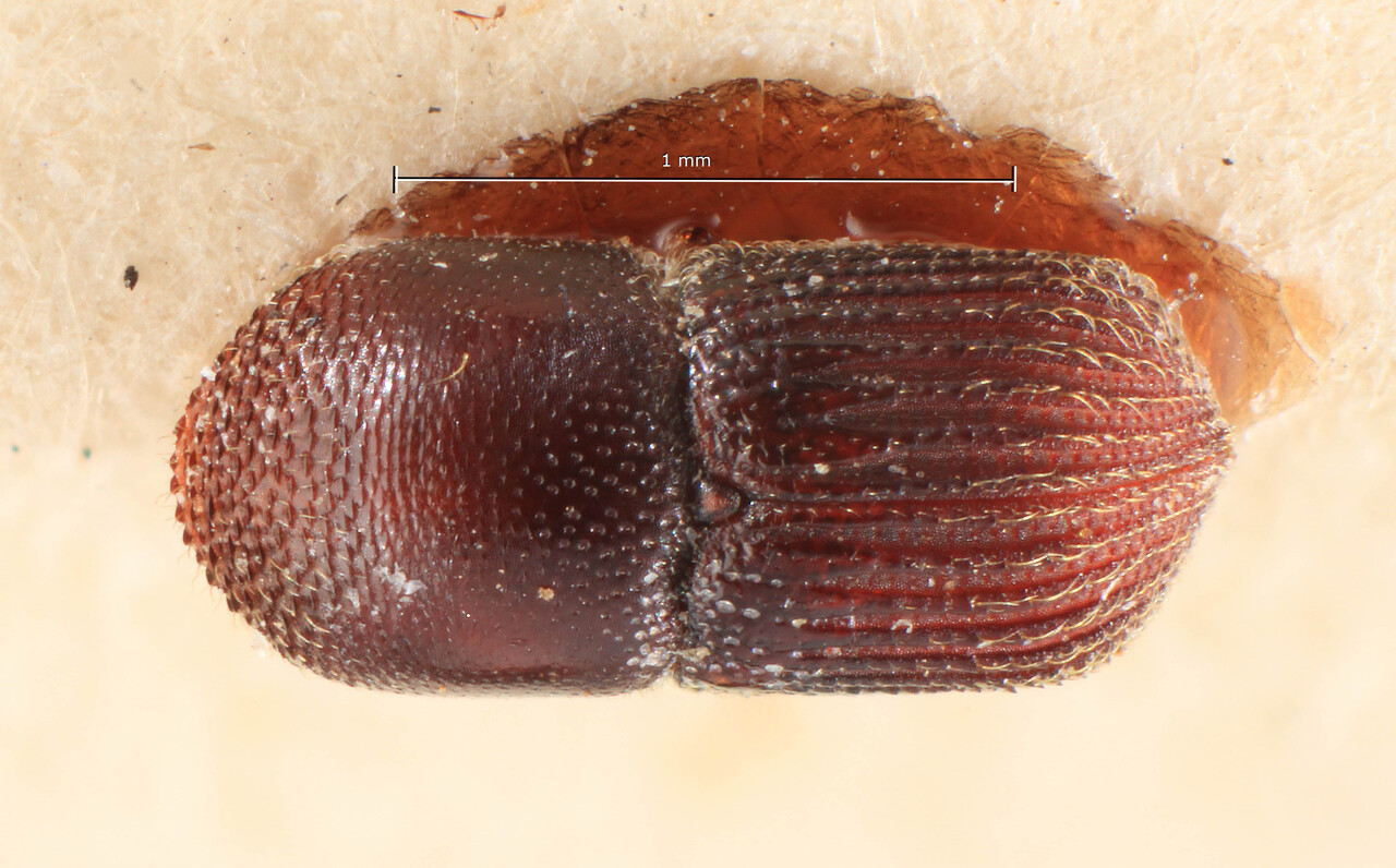 Genus / Species: Arixyleborus confinis | Image Author: TH Atkinson | Location: Phillipines, Mindanao, Mindanao, Lanao, Kolambugan | Image Type: holotype | Collection: Entomology