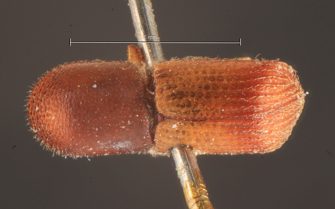 Genus / Species: Arixyleborus mediosectus | Image Author: TH Atkinson | Location: Indonesia, Sumatra, Sinabang, Simalur Island | Image Type: holotype | Collection: National Museum of Natural History, Naturalis