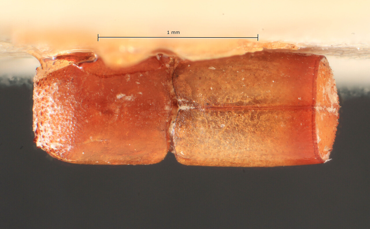 Genus / Species: Webbia talautica | Image Author: TH Atkinson | Location: Indonesia, Talaur Islands | Image Type: lectotype | Collection: Entomology