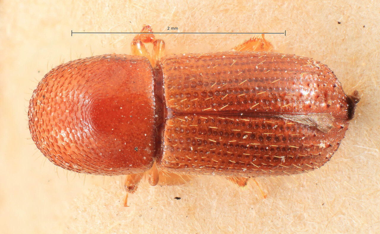 Genus / Species: Xyleborus principalis | Image Author: TH Atkinson | Location: Madagascar, Diego Suarez | Image Type: lectotype | Collection: Entomology