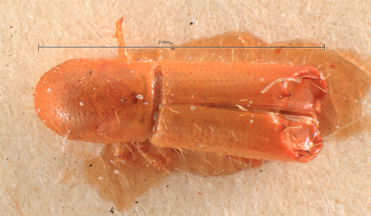 Genus / Species: Debus cylindromorphus | Image Author: TH Atkinson | Location: Phillipines, Mindanao, Mindanao, Surigao, Surigao | Image Type: lectotype | Collection: Entomology