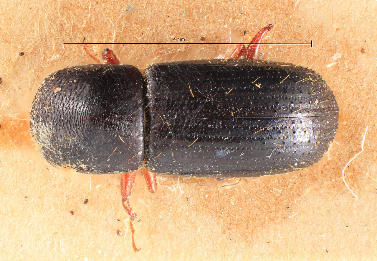 Genus / Species: Xyleborus eichhoffianus | Image Author: TH Atkinson | Location: Madagascar, Madagascar (country / region) | Image Type: lectotype | Collection: Entomology