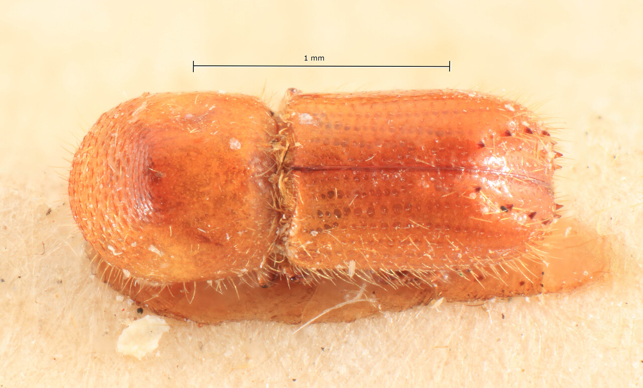 Genus / Species: Microperus exsculptus | Image Author: TH Atkinson | Location: Phillipines, Mindanao, Mindanao, Surigao, Surigao | Image Type: lectotype | Collection: Entomology