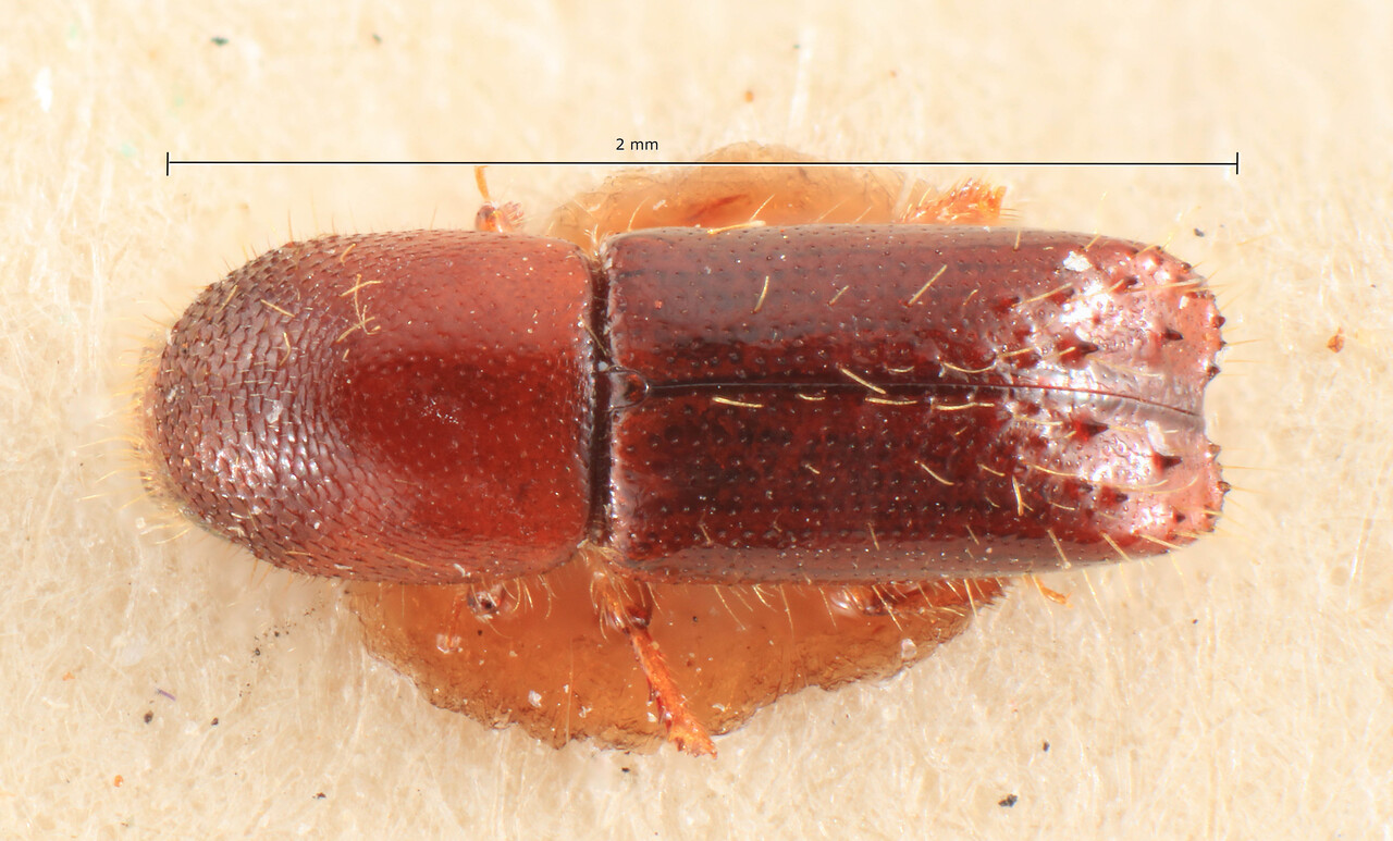Genus / Species: Debus persimilis | Image Author: TH Atkinson | Location: Phillipines, Mindanao, Mindanao, Surigao, Surigao | Image Type: lectotype | Collection: Entomology