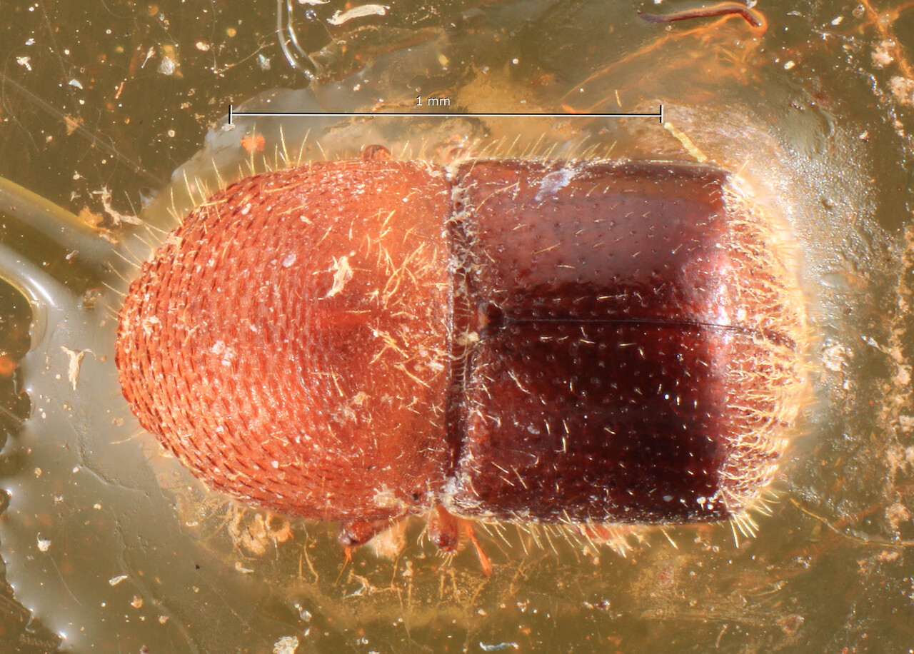 Genus / Species: Xylosandrus discolor | Image Author: TH Atkinson | Location: China, Taiwan, Taihoku | Image Type: lectotype | Collection: Entomology