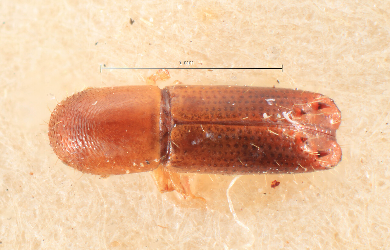 Genus / Species: Debus pseudocylindricus | Image Author: TH Atkinson | Location: Indonesia, Sumatra, Sumatra | Image Type: holotype | Collection: Entomology