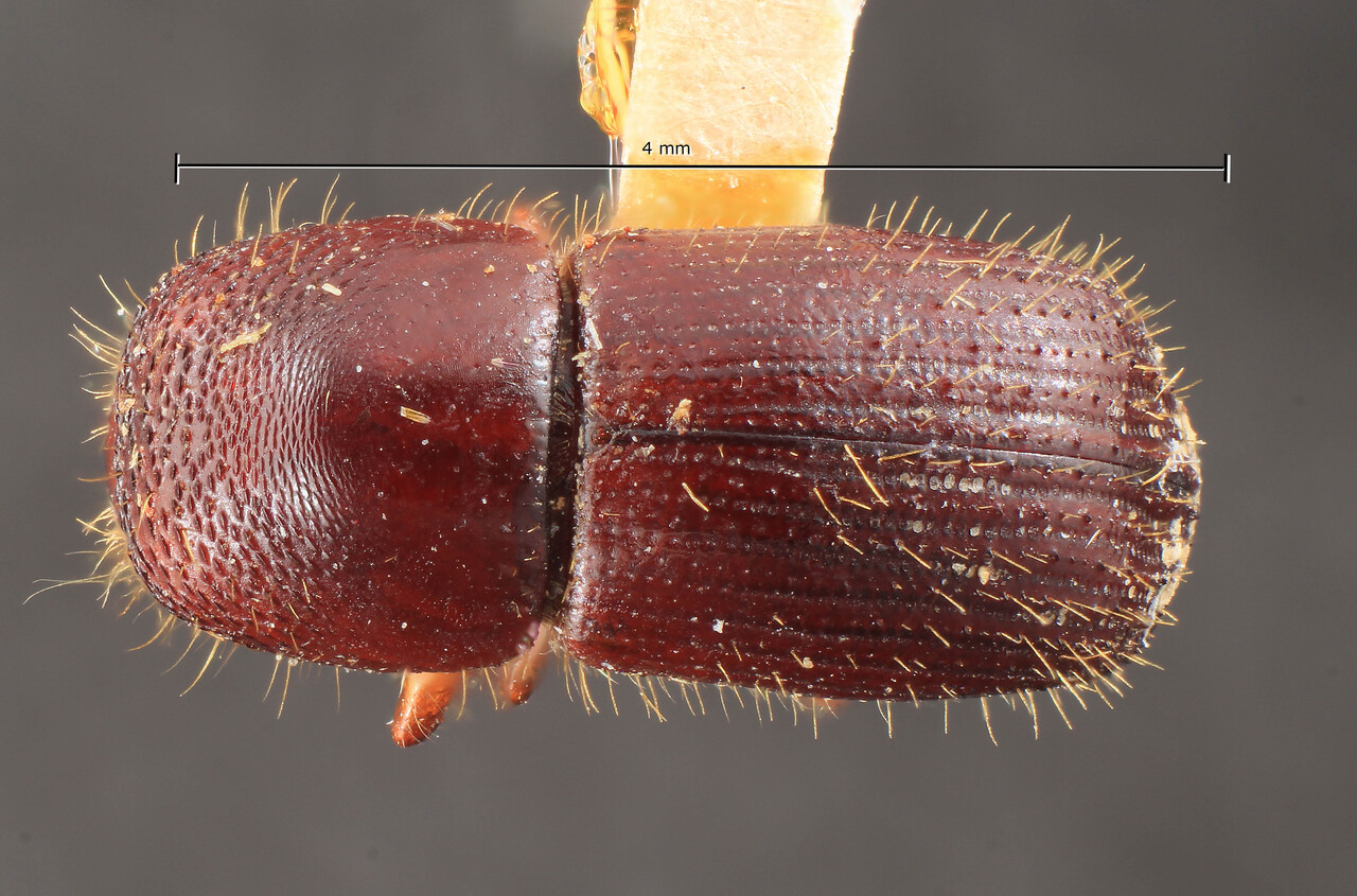 Genus / Species: Euwallacea quadraticollis | Image Author: TH Atkinson | Location: Phillipines, Luzon, Luzon, Mt. Makiling | Image Type: lectotype | Collection: Entomology