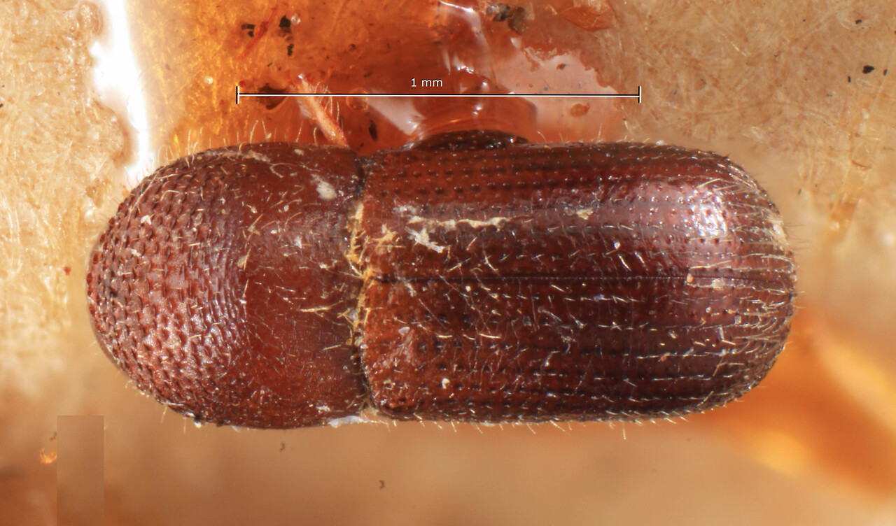 Genus / Species: Microperus quercicola | Image Author: TH Atkinson | Location: Japan, Tokyo | Image Type: lectotype | Collection: Entomology