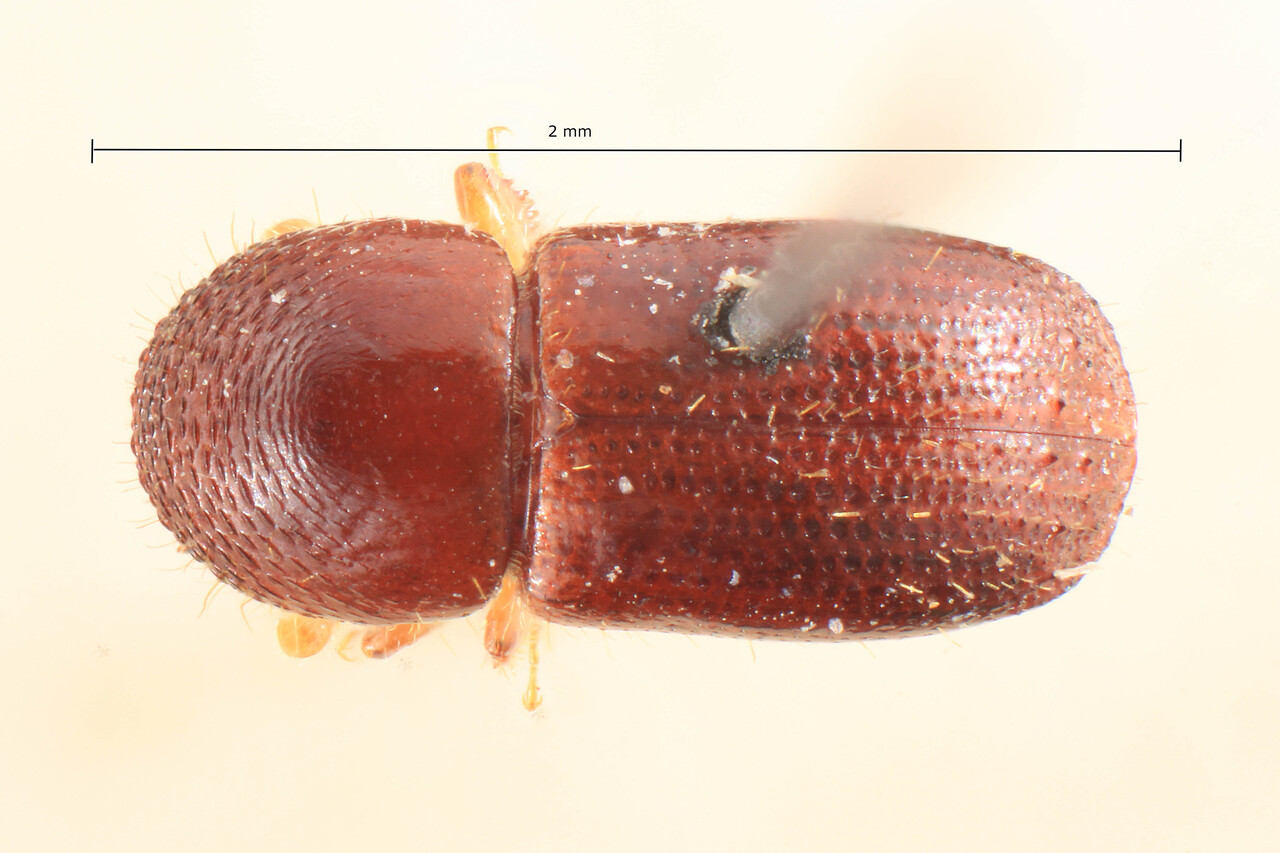 Genus / Species: Xyleborus rothkirchi | Image Author: TH Atkinson | Location: Cameroon, Soppo | Image Type: lectotype | Collection: Entomology