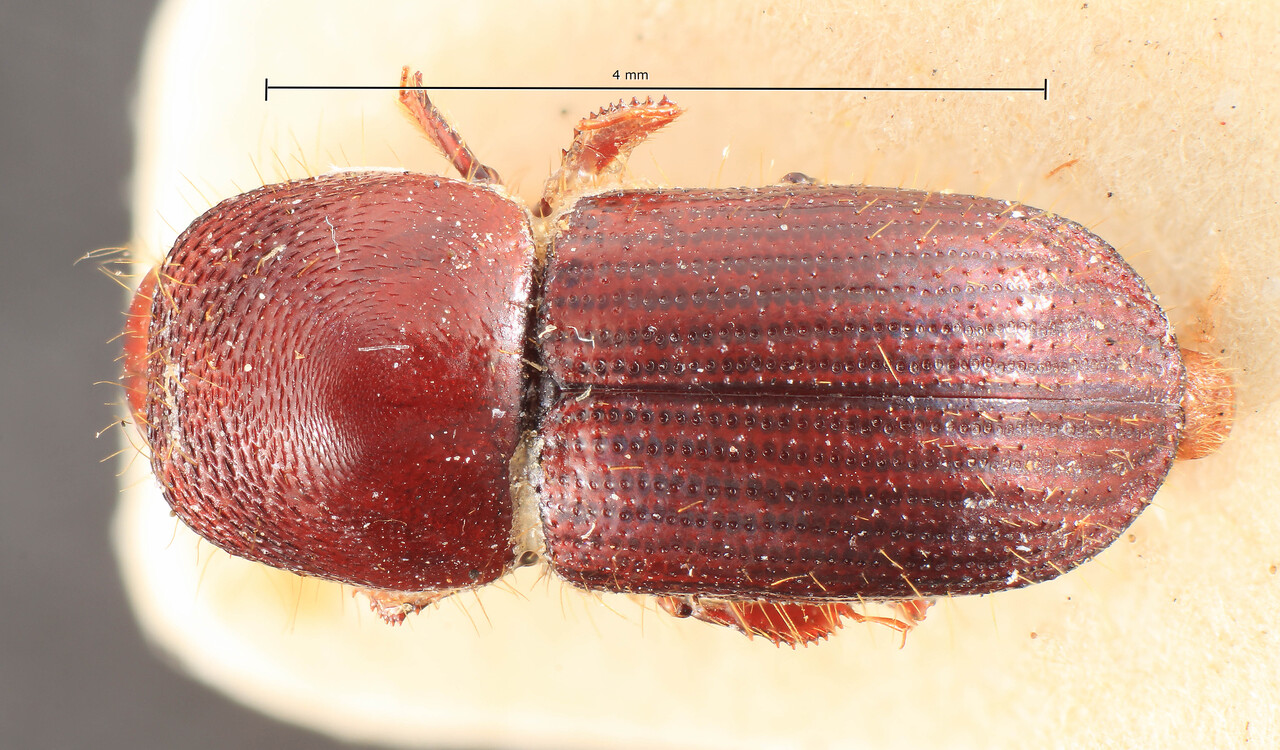 Genus / Species: Euwallacea wallacei | Image Author: TH Atkinson | Location: Indonesia, Sumatra, Mentawai, Sipora | Image Type: lectotype | Collection: Entomology