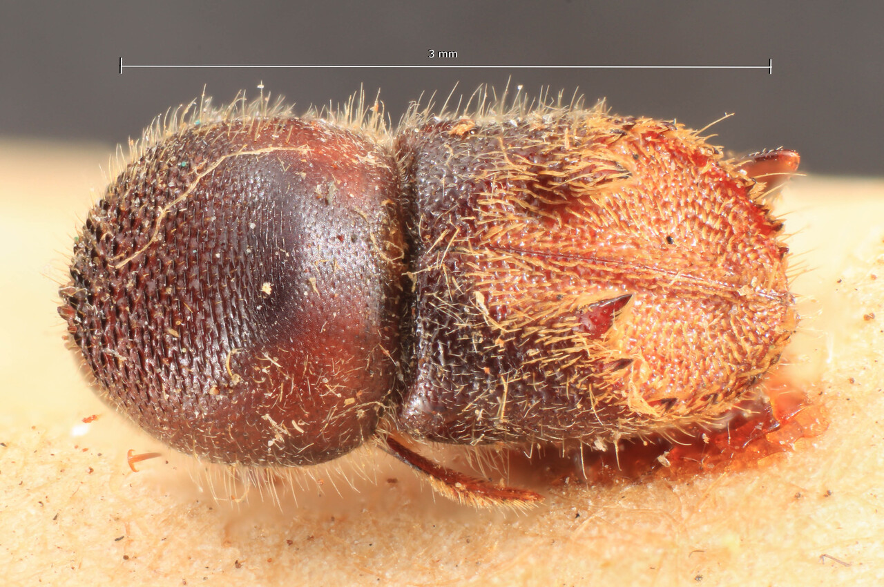 Genus / Species: Eccoptopterus limbus | Image Author: TH Atkinson | Location: Malaysia, Perak, Perak | Image Type: lectotype | Collection: Entomology