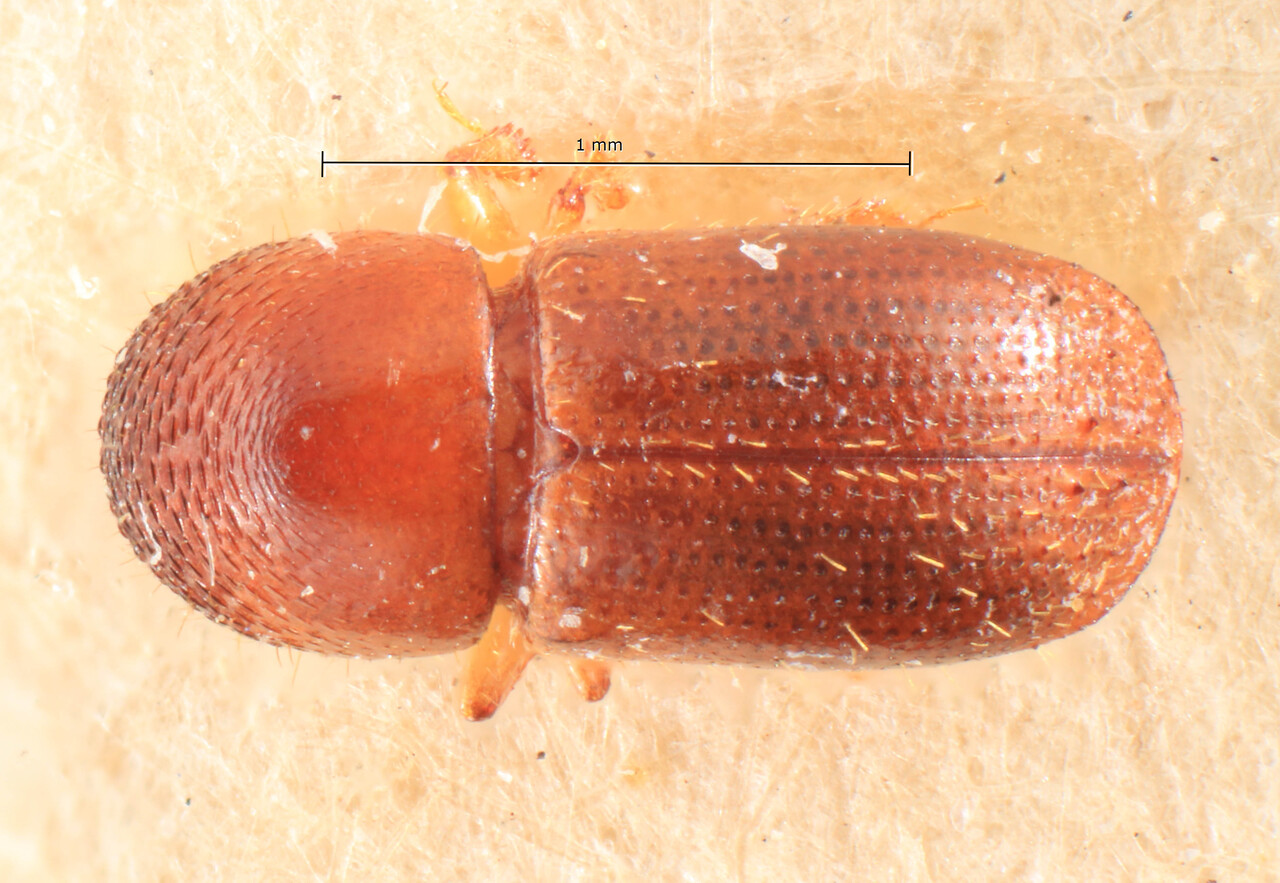Genus / Species: Xyleborus subasperulus | Image Author: TH Atkinson | Location: Cameroon, Victoria | Image Type: holotype | Collection: Entomology