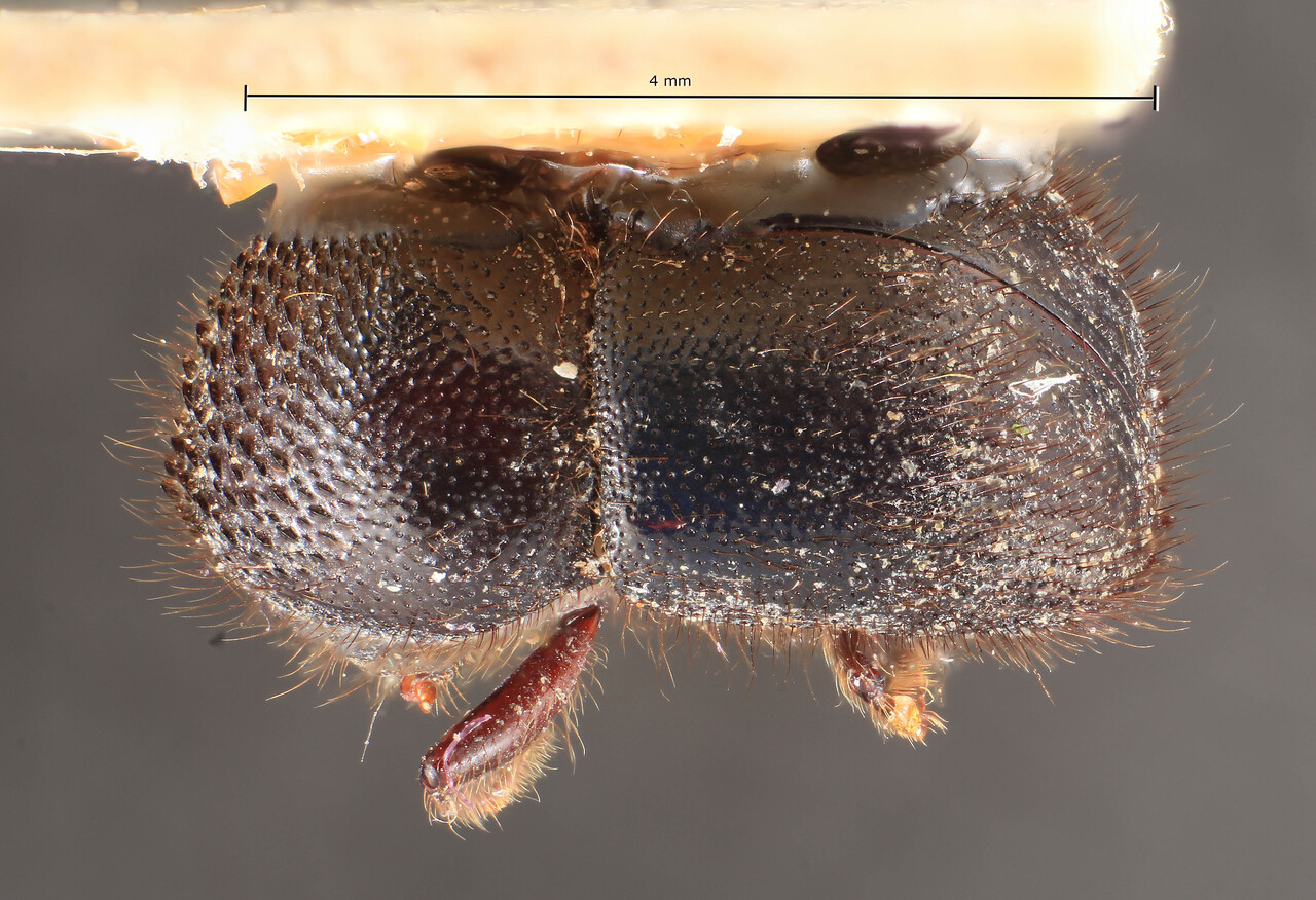 Genus / Species: Anisandrus ursa | Image Author: TH Atkinson | Location: New Guinea, Haveri | Image Type: lectotype | Collection: Entomology