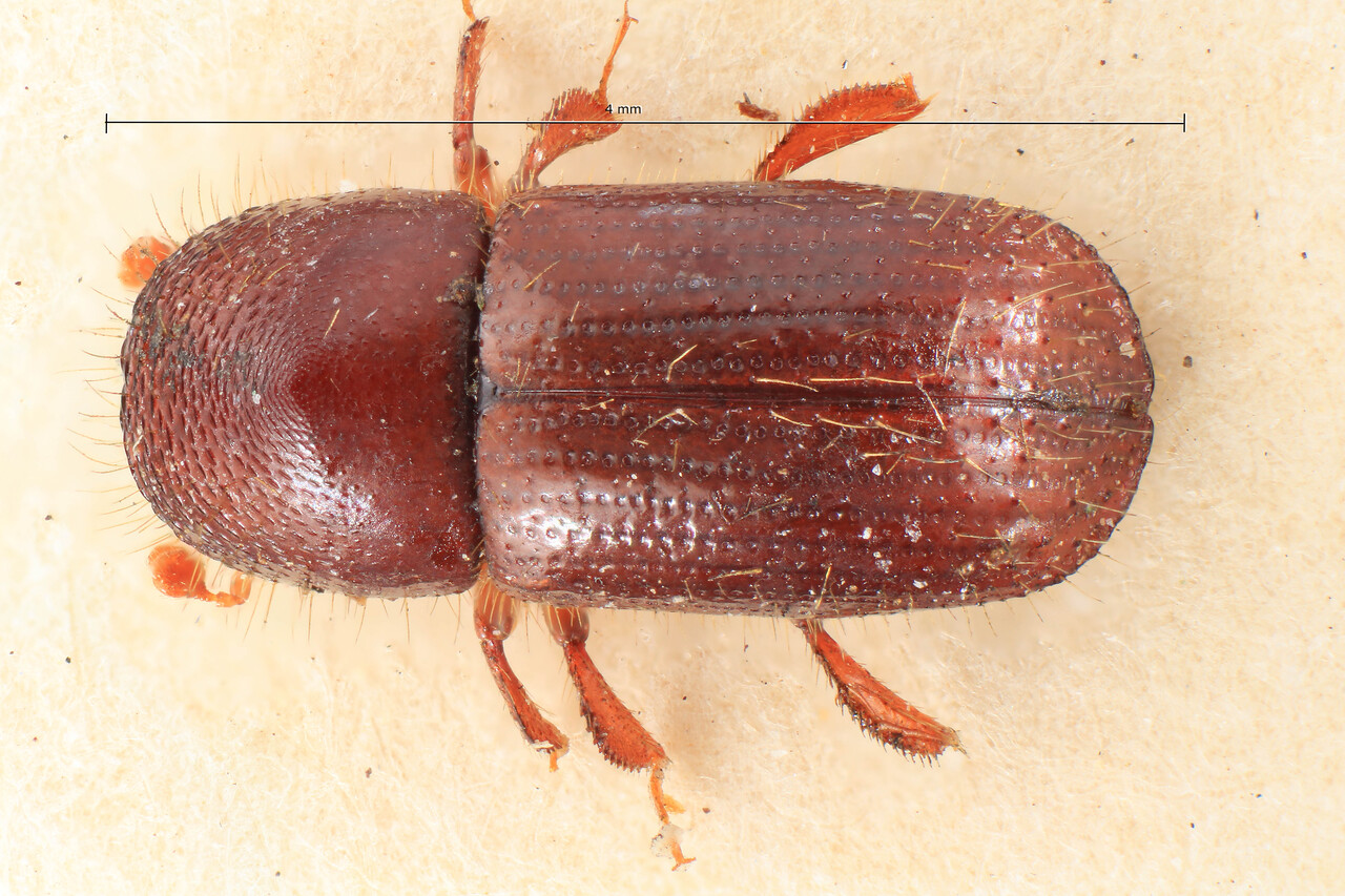 Genus / Species: Euwallacea validus | Image Author: TH Atkinson | Location: Japan, Japan (country / region) | Image Type: syntype | Collection: Entomology