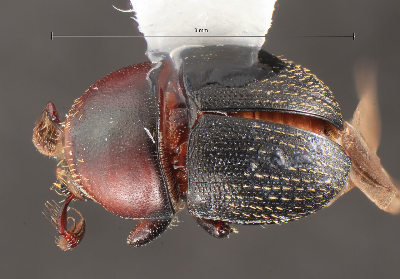 Genus / Species: Camptocerus coccoformus | Image Author: TH Atkinson | Location: Brazil, Amazonas, Hwy ZF 2, km 20.7 ca 60 km N. Manaus | Image Type: holotype | Collection: Entomology