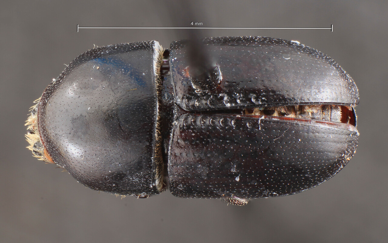 Genus / Species: Camptocerus distinctus | Image Author: TH Atkinson | Location: Ecuador, Orellana, Res. Ethnica Waorani, 1 km S. Onkone Gare Camp | Image Type: holotype | Collection: Entomology