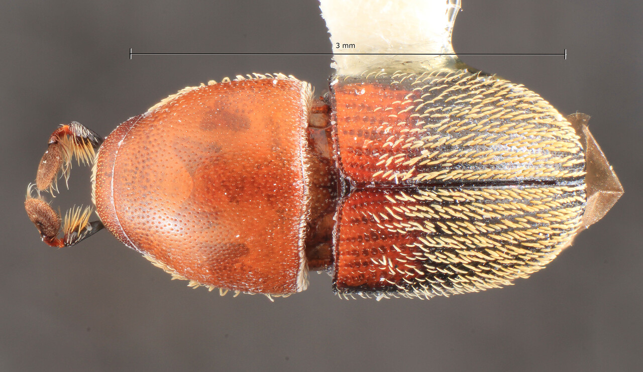 Genus / Species: Camptocerus doleae | Image Author: TH Atkinson | Location: Ecuador, Orellana, Tiputini Biodiversity Station | Image Type: holotype | Collection: Entomology