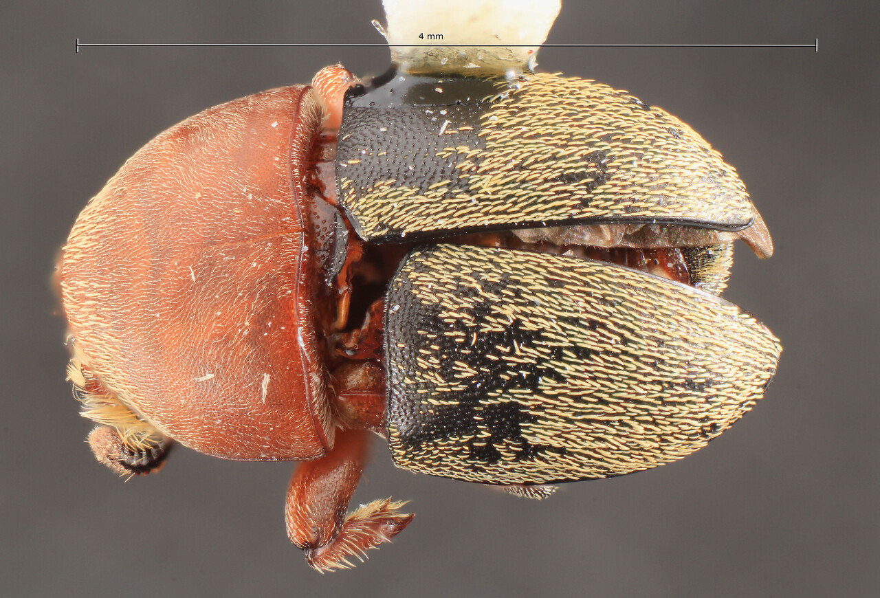 Genus / Species: Camptocerus mallopterus | Image Author: TH Atkinson | Location: Ecuador, Orellana, Tiputini Biodiversity Station | Image Type: holotype | Collection: Entomology