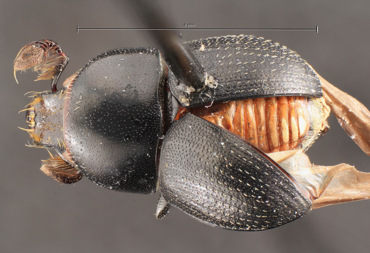 Genus / Species: Camptocerus petrovi | Image Author: TH Atkinson | Location: Ecuador, Orellana, Tiputini Biodiversity Station | Image Type: holotype | Collection: Entomology