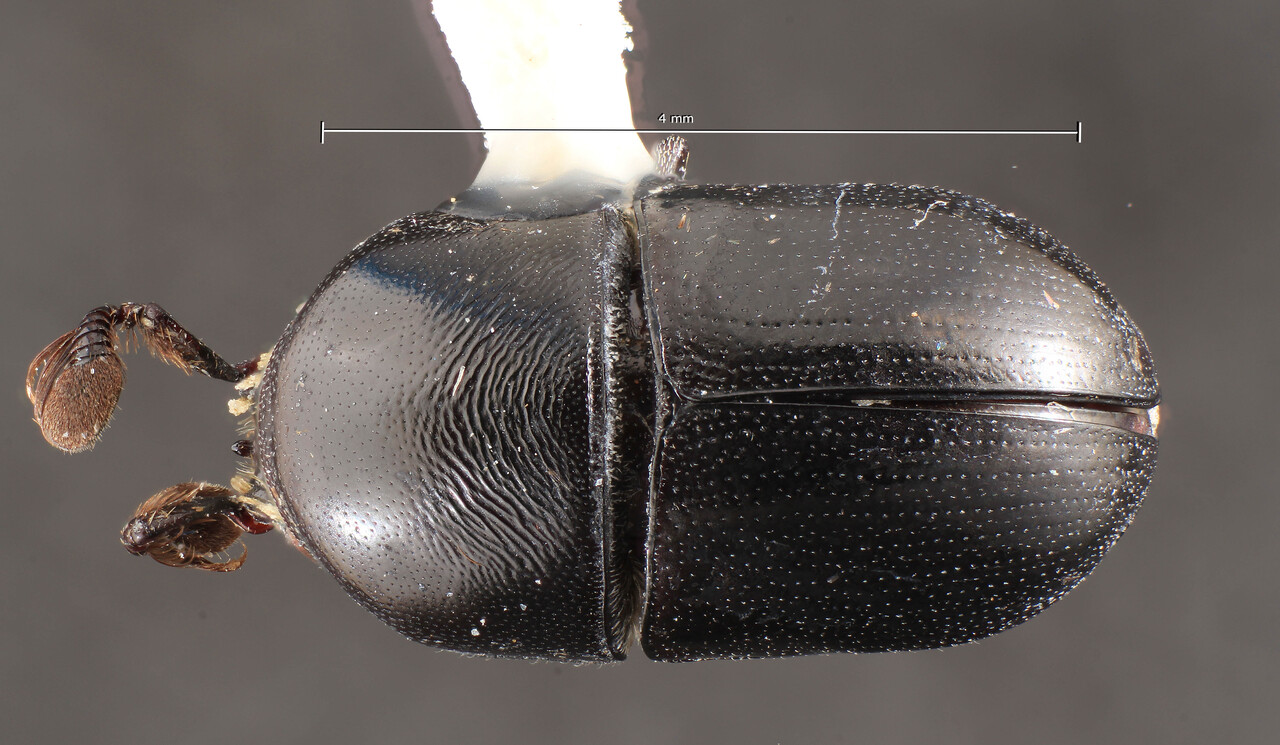 Genus / Species: Camptocerus pseudoangustior | Image Author: TH Atkinson | Location: Ecuador, Pastaza, Cononaco | Image Type: holotype | Collection: Entomology
