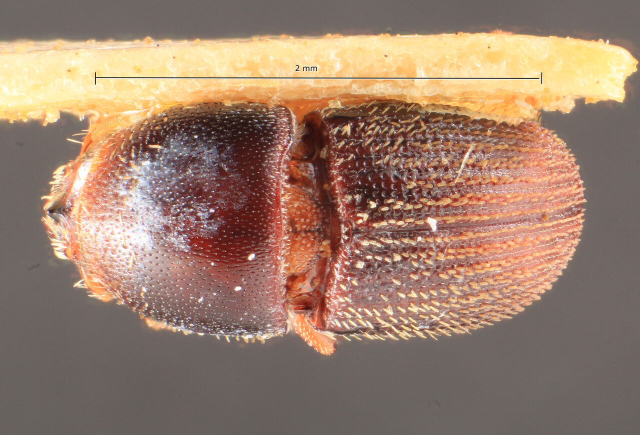 Genus / Species: Camptocerus unicornus | Image Author: TH Atkinson | Location: Brazil, Amazonas, Ceplac, BR 010 km 31 | Image Type: holotype | Collection: Entomology