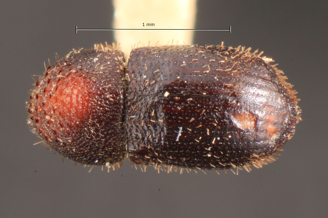 Genus / Species: Hypothenemus liberiensis | Image Author: TH Atkinson | Location: Liberia, Mt. Coffee | Image Type: holotype | Collection: Entomology