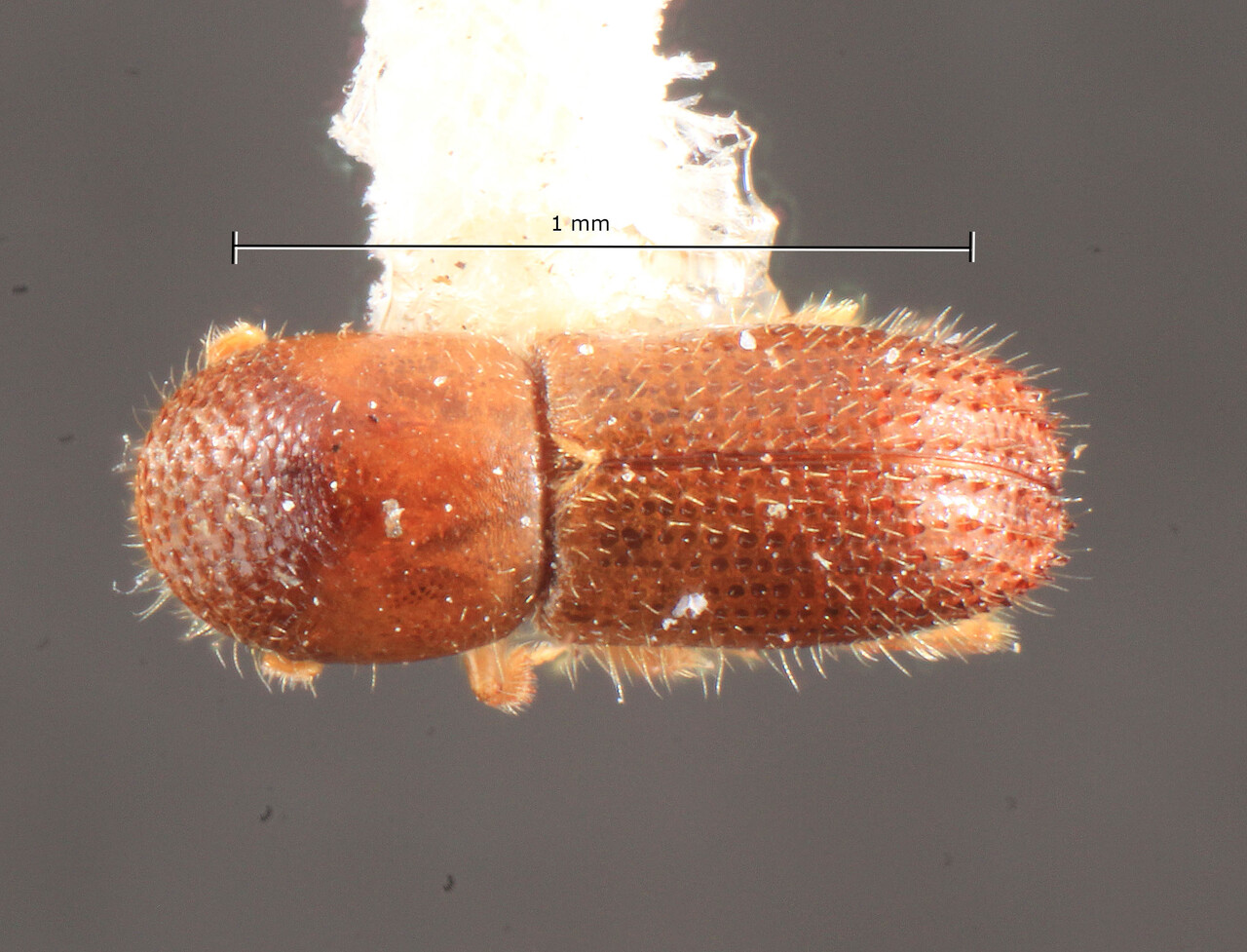 Genus / Species: Xyleborinus sharpae | Image Author: TH Atkinson | Location: Liberia, Mount Coffee | Image Type: holotype | Collection: Entomology