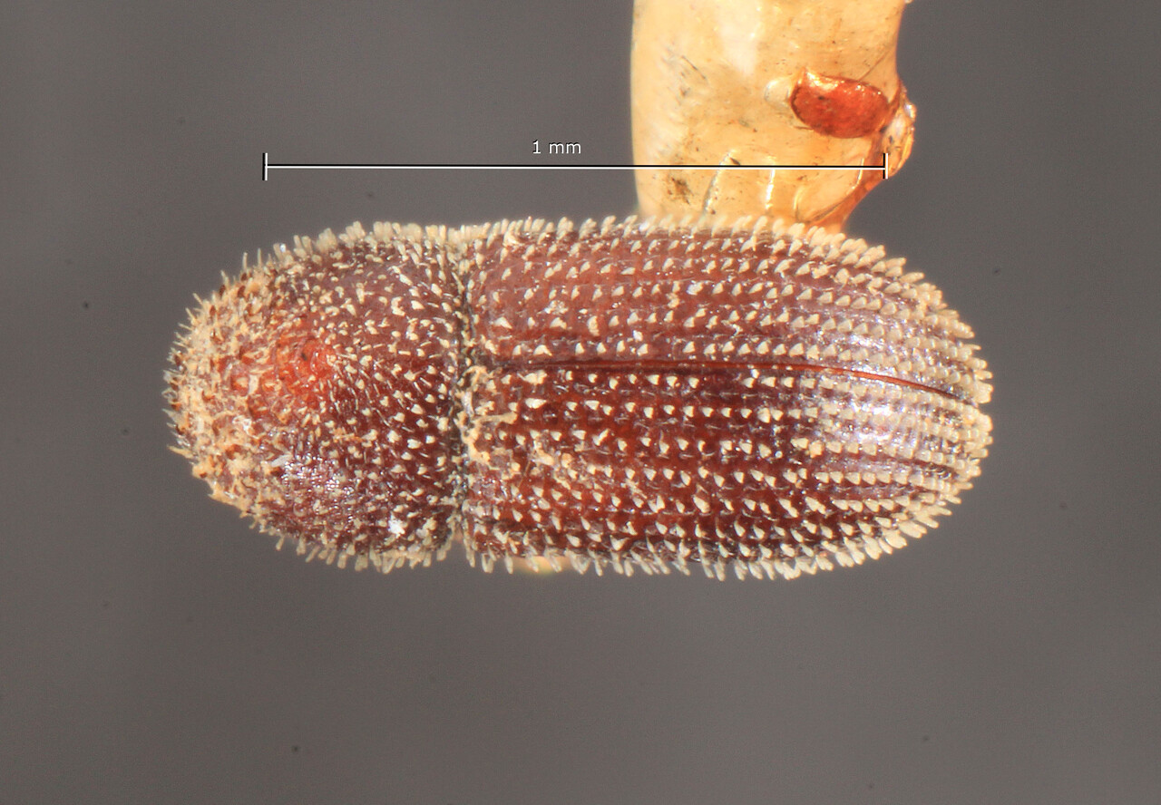 Genus / Species: Hypothenemus lineatus | Image Author: TH Atkinson | Location: Zaire, Zaire (country / region) | Image Type: holotype | Collection: Entomology