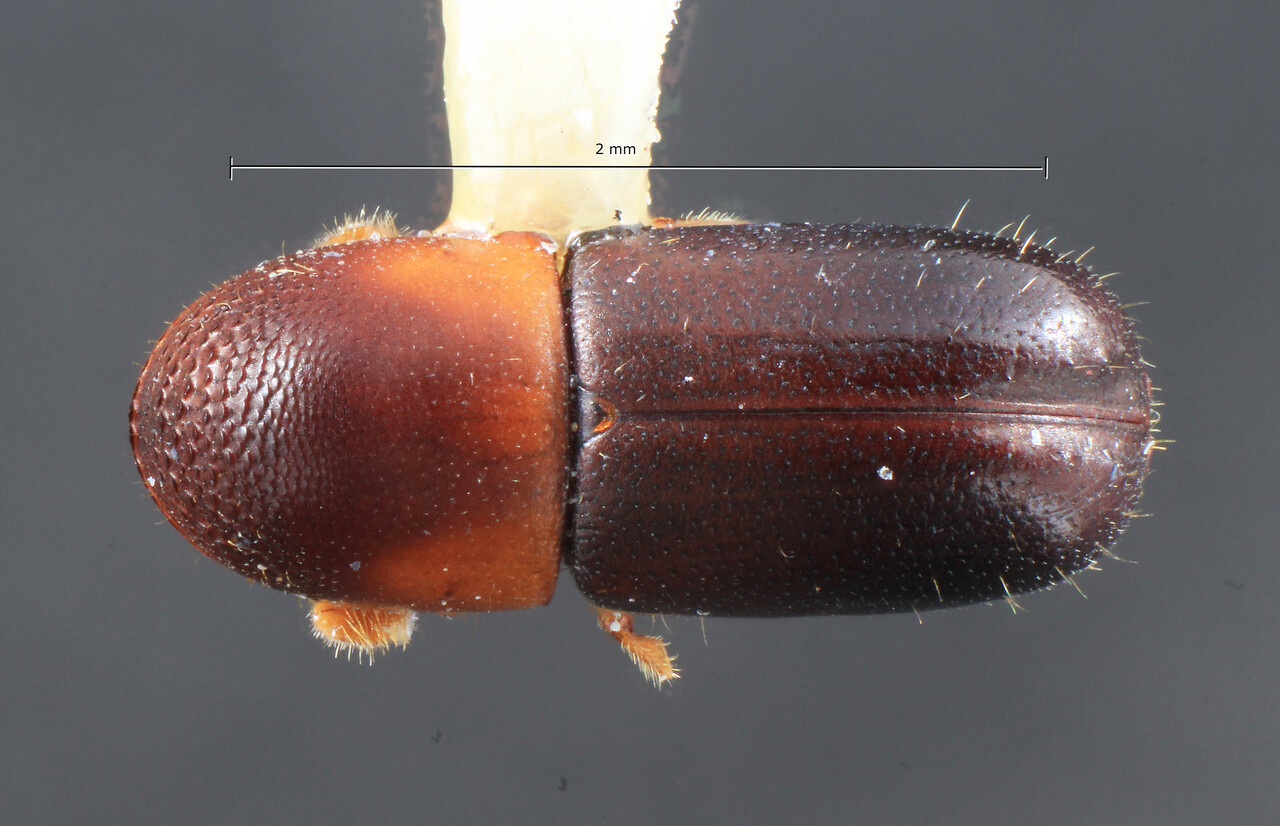 Genus / Species: Corthylocurus signatifrons | Image Author: TH Atkinson | Location: Venezuela, Mérida, La Carbonera, 50 km NE Merida | Collection: Entomology