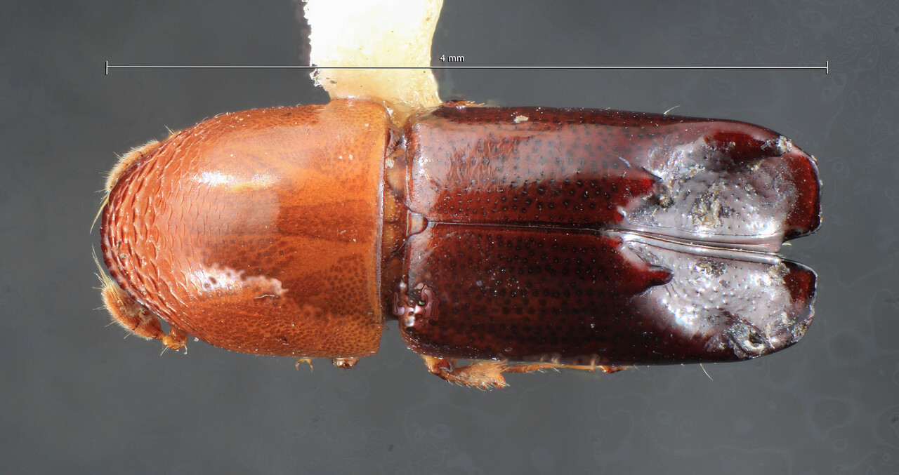 Genus / Species: Tricolus collaris | Image Author: TH Atkinson | Location: Costa Rica, Cartago, Tapantí | Collection: Entomology