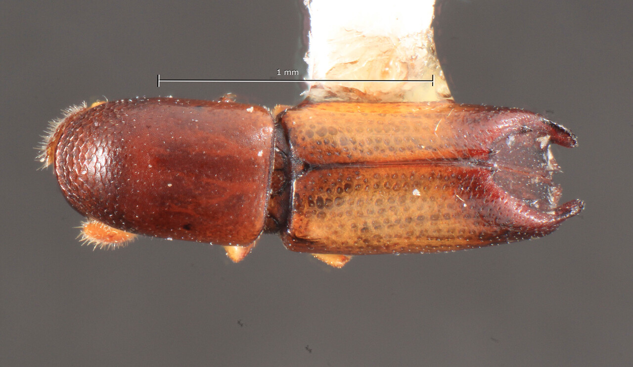 Genus / Species: Tricolus plaumanni | Image Author: TH Atkinson | Location: Venezuela, Aragua, Rancho Grande | Collection: Entomology