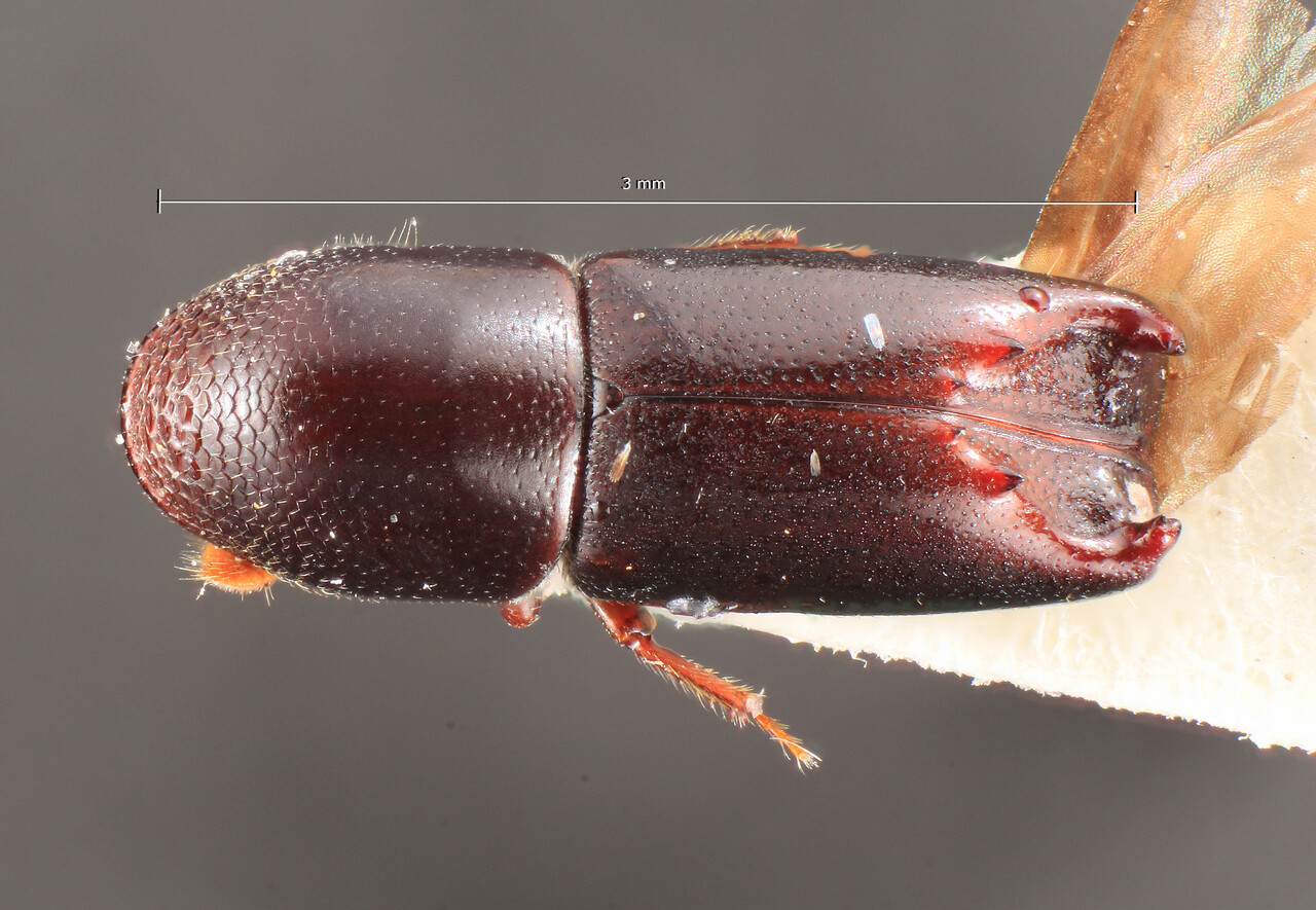 Genus / Species: Tricolus undulatus | Image Author: TH Atkinson | Location: Brazil, Espirito Santo, Aracruz | Image Type: paratype | Collection: Entomology