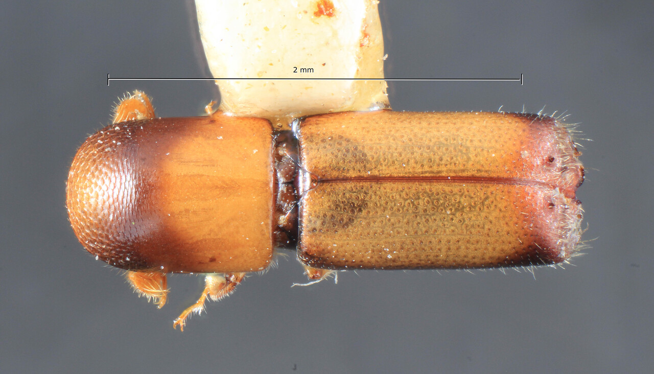 Genus / Species: Monarthrum cordatum | Image Author: TH Atkinson | Location: Panamá, Chiriquí, Cerro Punta | Collection: Entomology