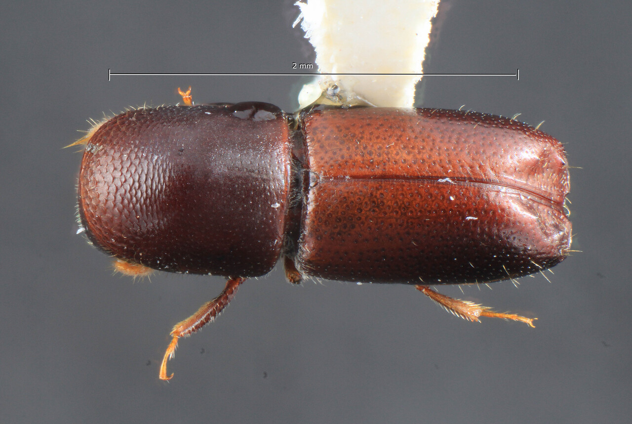 Genus / Species: Monarthrum luctuosum | Image Author: TH Atkinson | Location: México, Puebla, Teziutlan, 9 km NE | Collection: Entomology